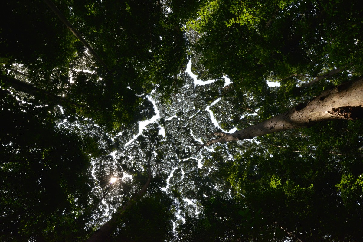 La timidité des arbres