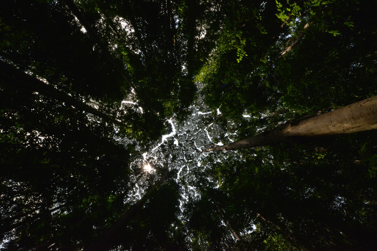 La timidité des arbres