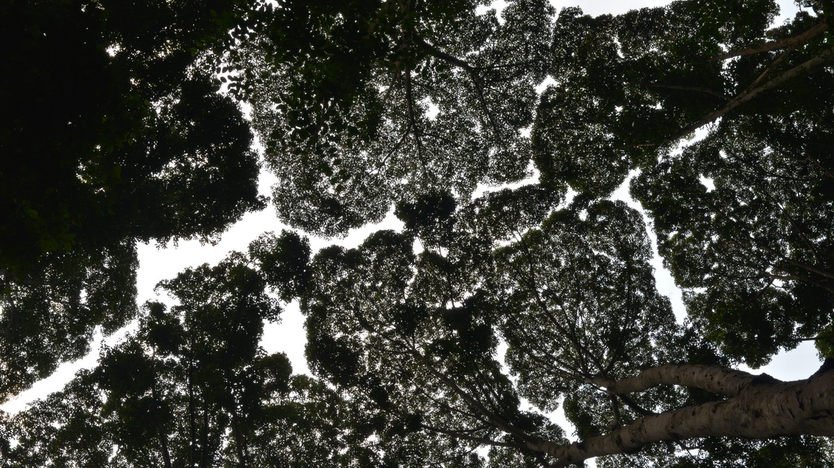 La timidité des arbres