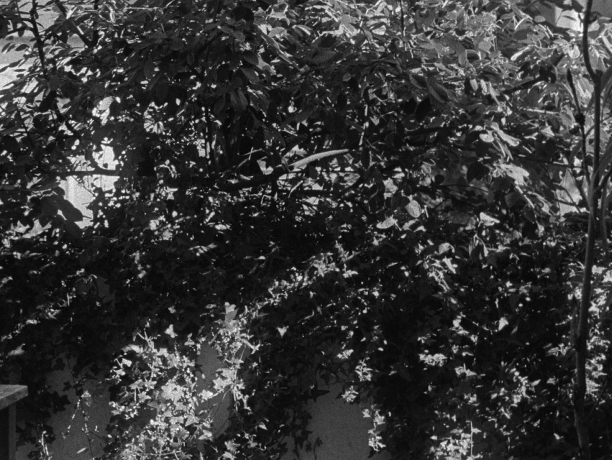 La lyre à jamais illustra le taudis