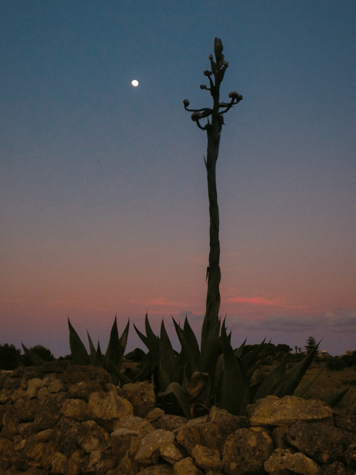Werviqaceae / Antenne botanique