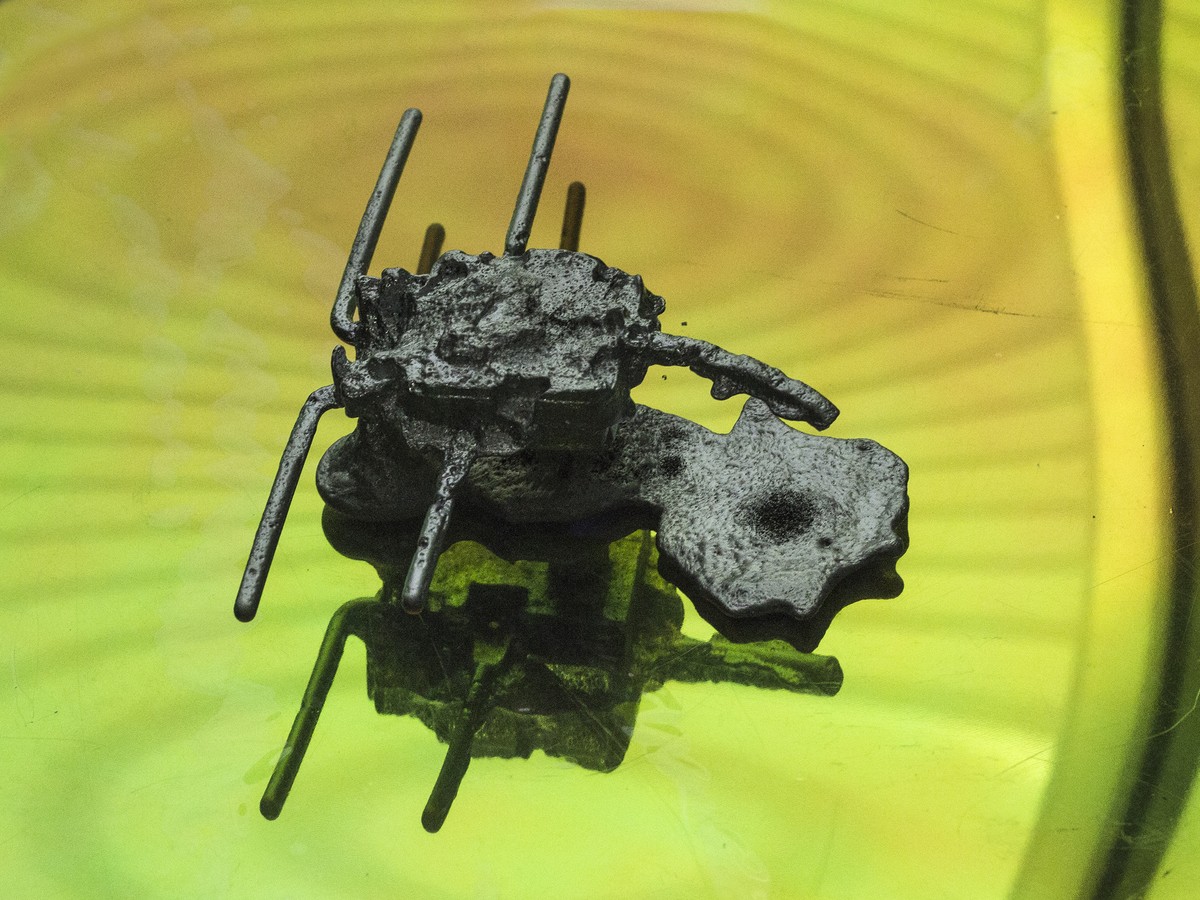 Werviqaceae / Antenne botanique