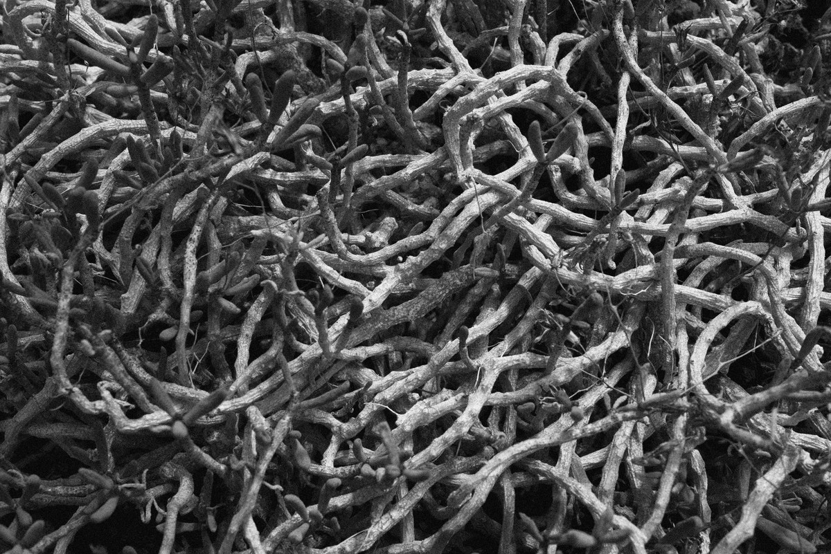 D’après le Jardin