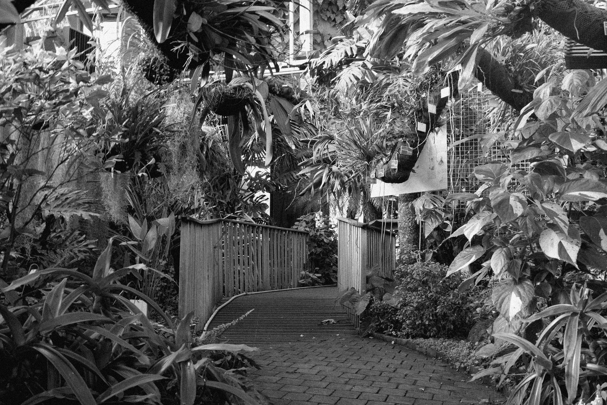 D’après le Jardin