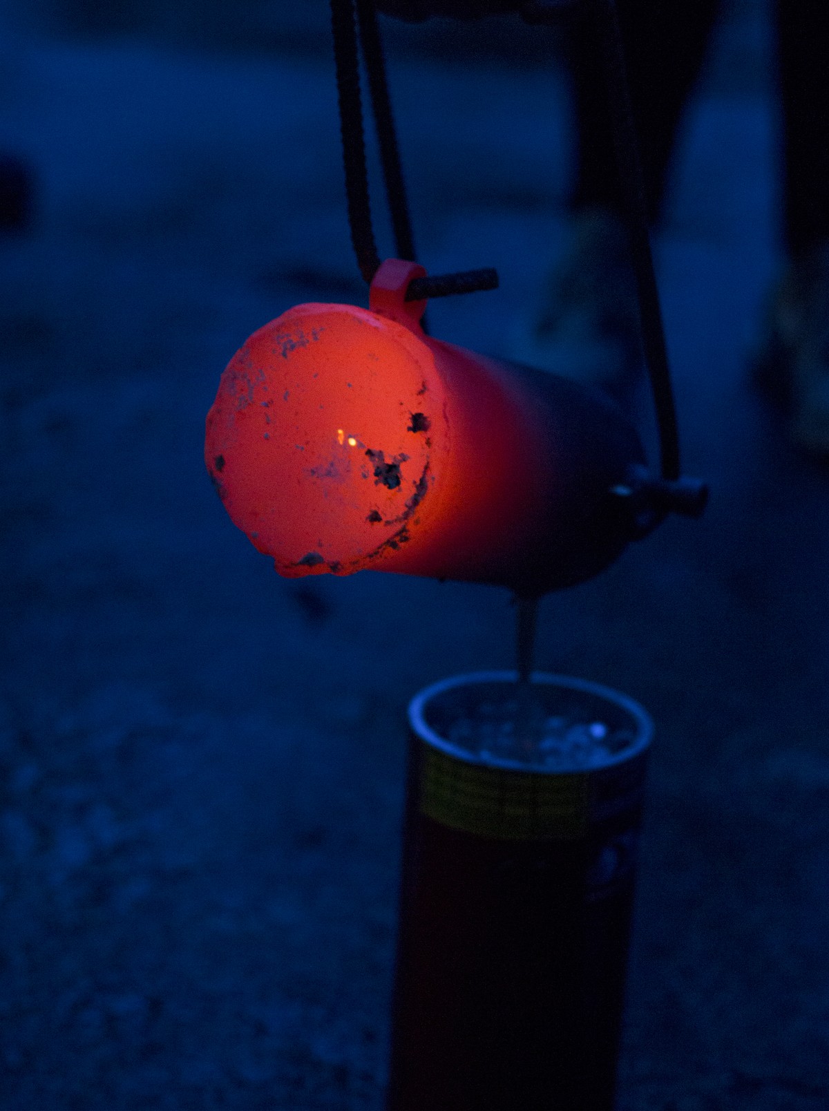 Werviqaceae / Antenne botanique
