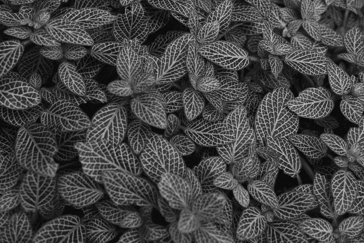 D’après le Jardin