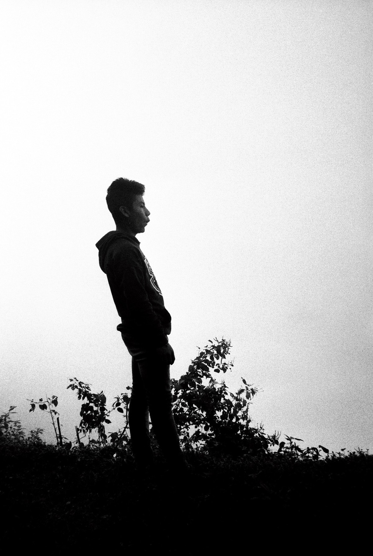 D’après le Jardin