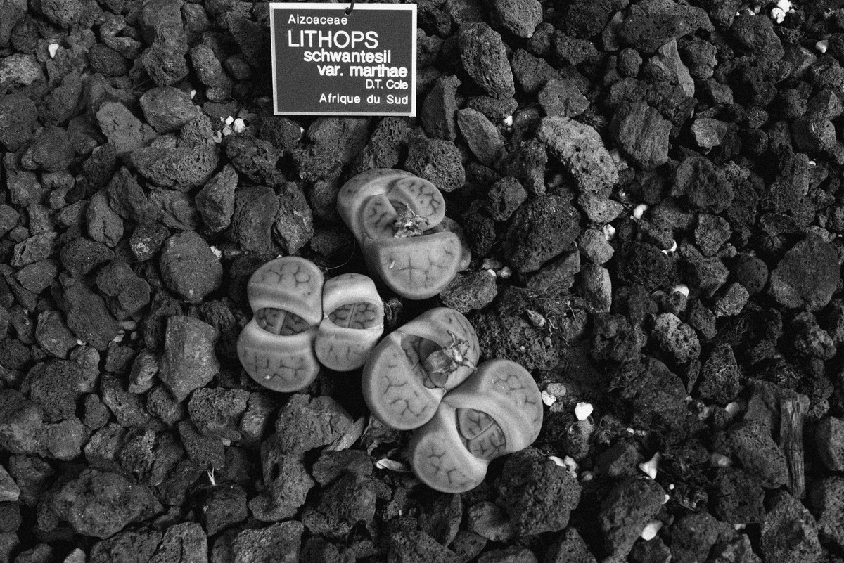 D’après le Jardin