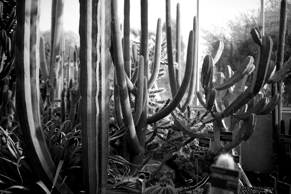 D’après le Jardin