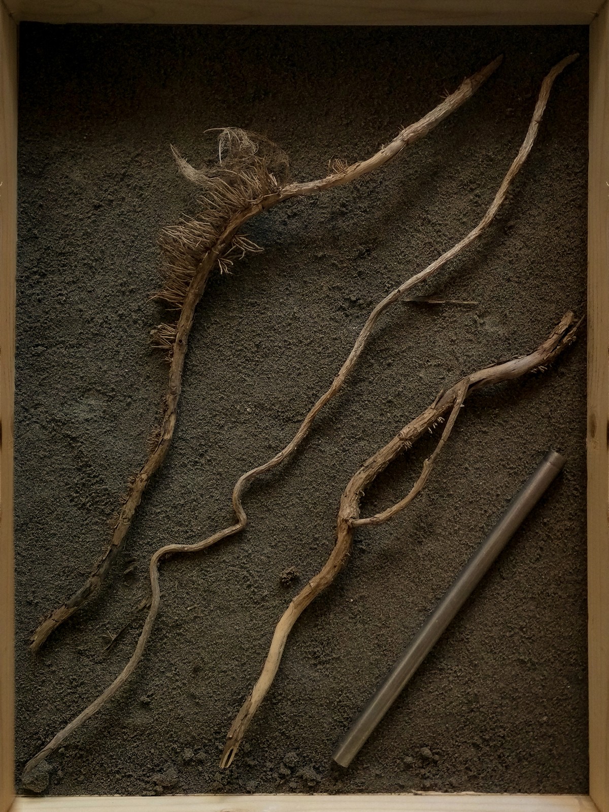 Werviqaceae / Antenne botanique