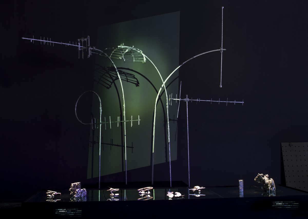 Werviqaceae / Antenne botanique