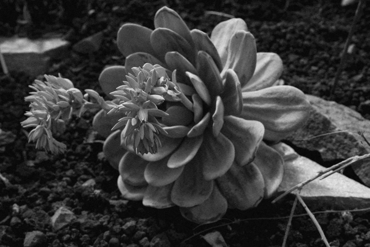 D’après le Jardin