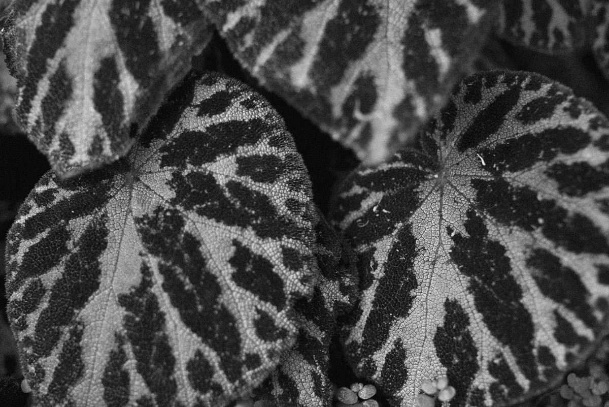 D’après le Jardin