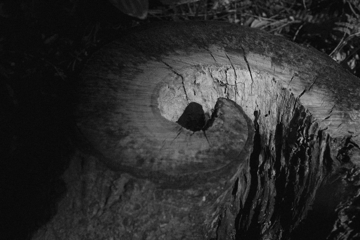 D’après le Jardin