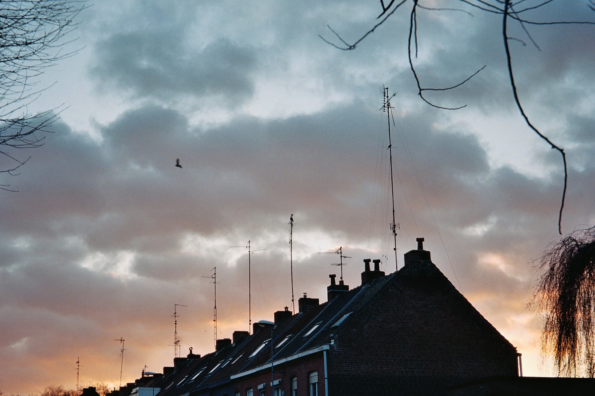Werviqaceae / Antenne botanique