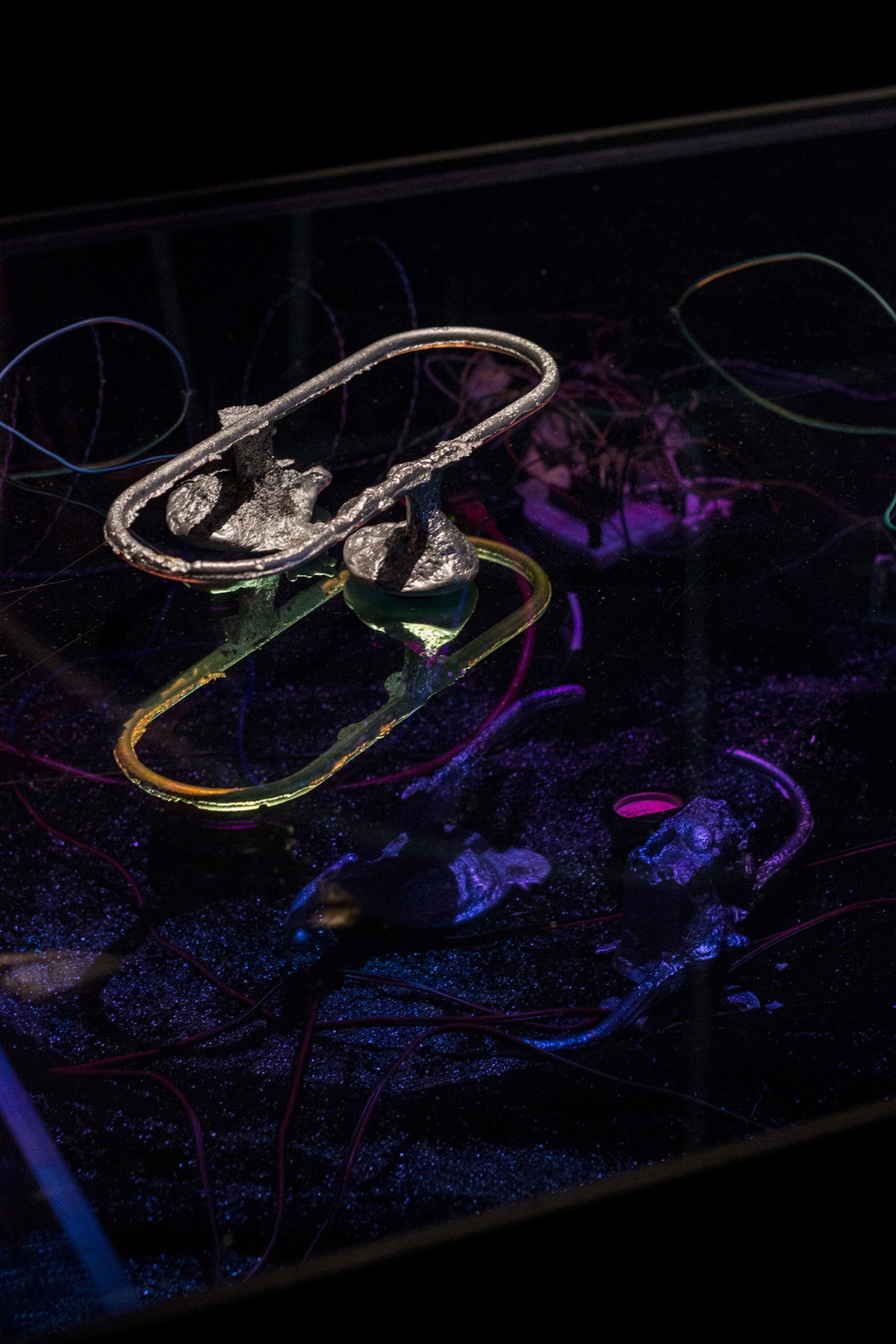 Werviqaceae / Antenne botanique