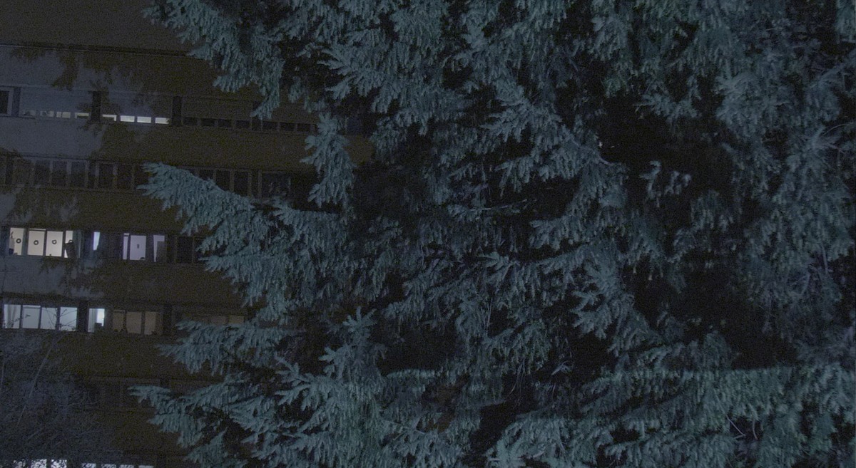 When the sea sends forth a forest