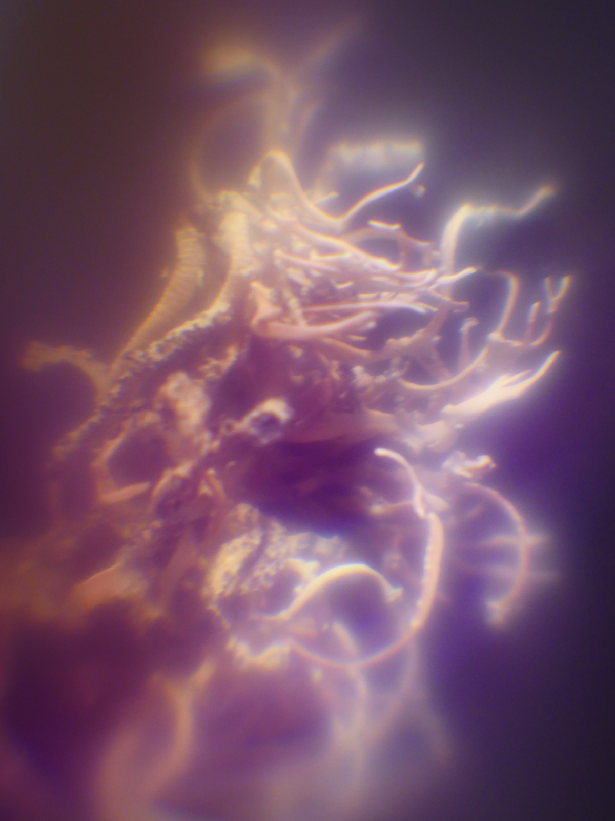 Les liminaux / Métamorphose de l’être en sa vision