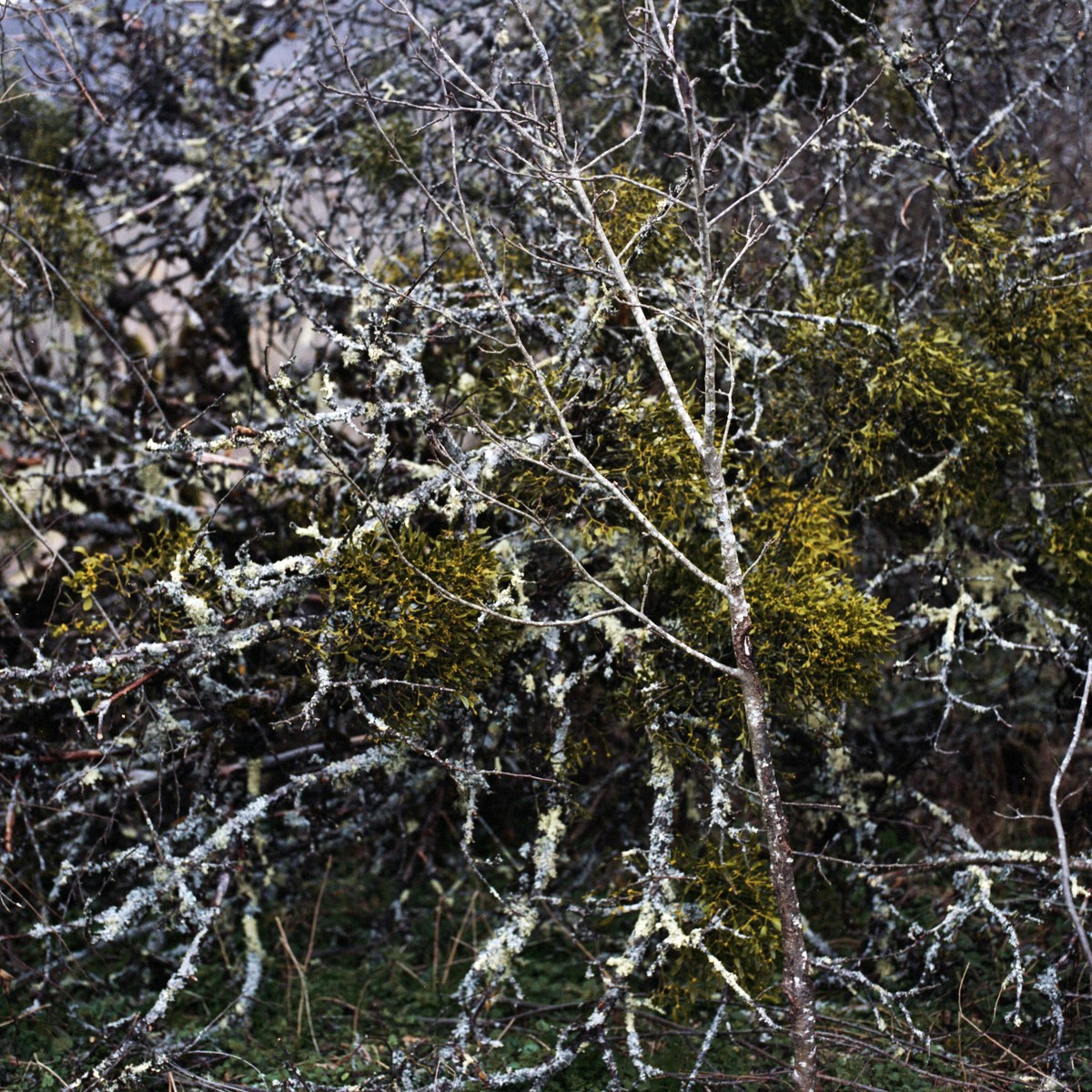 Images de fruits rêvées par de vieux paysans en hiver