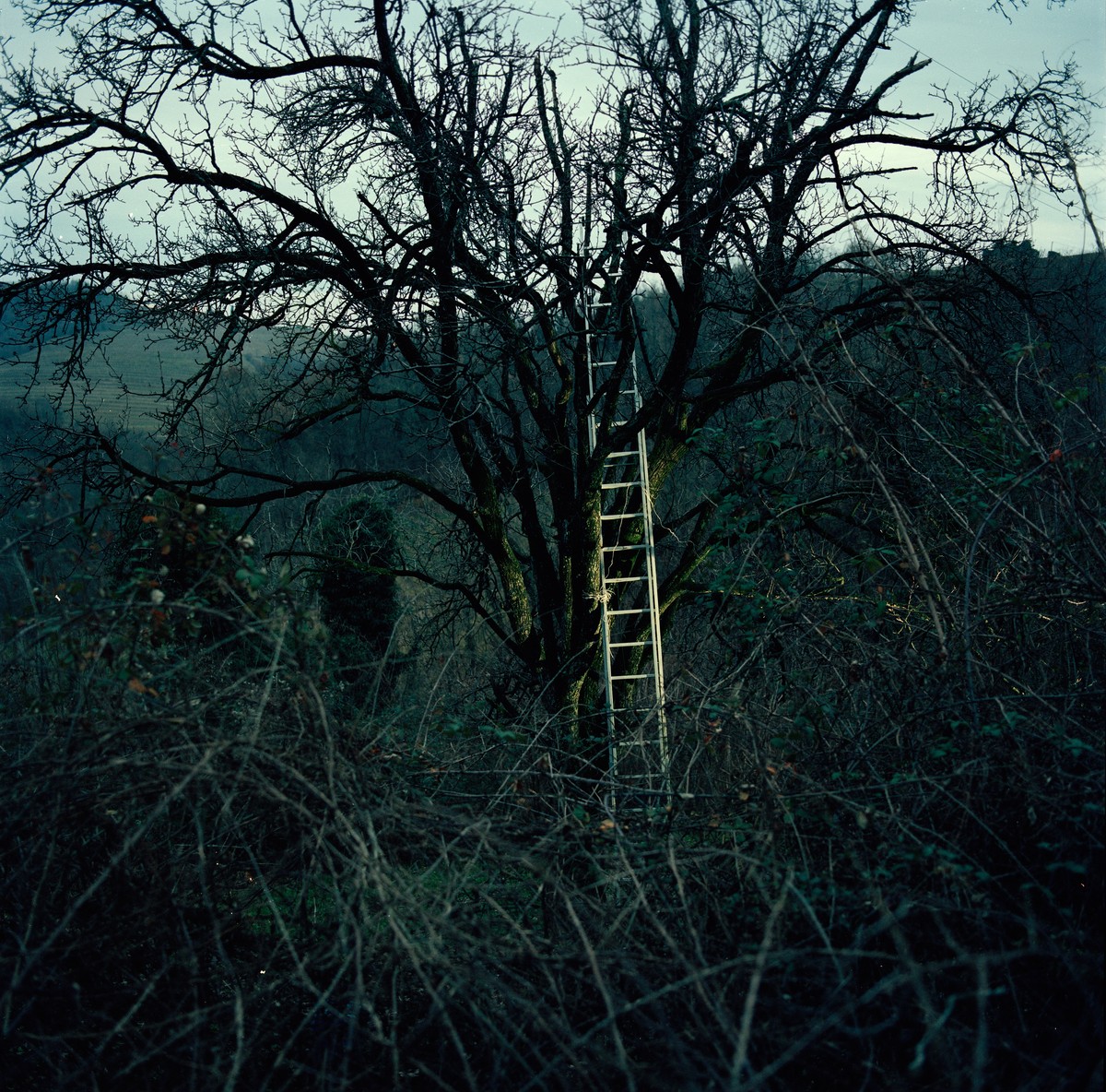 Images de fruits rêvées par de vieux paysans en hiver
