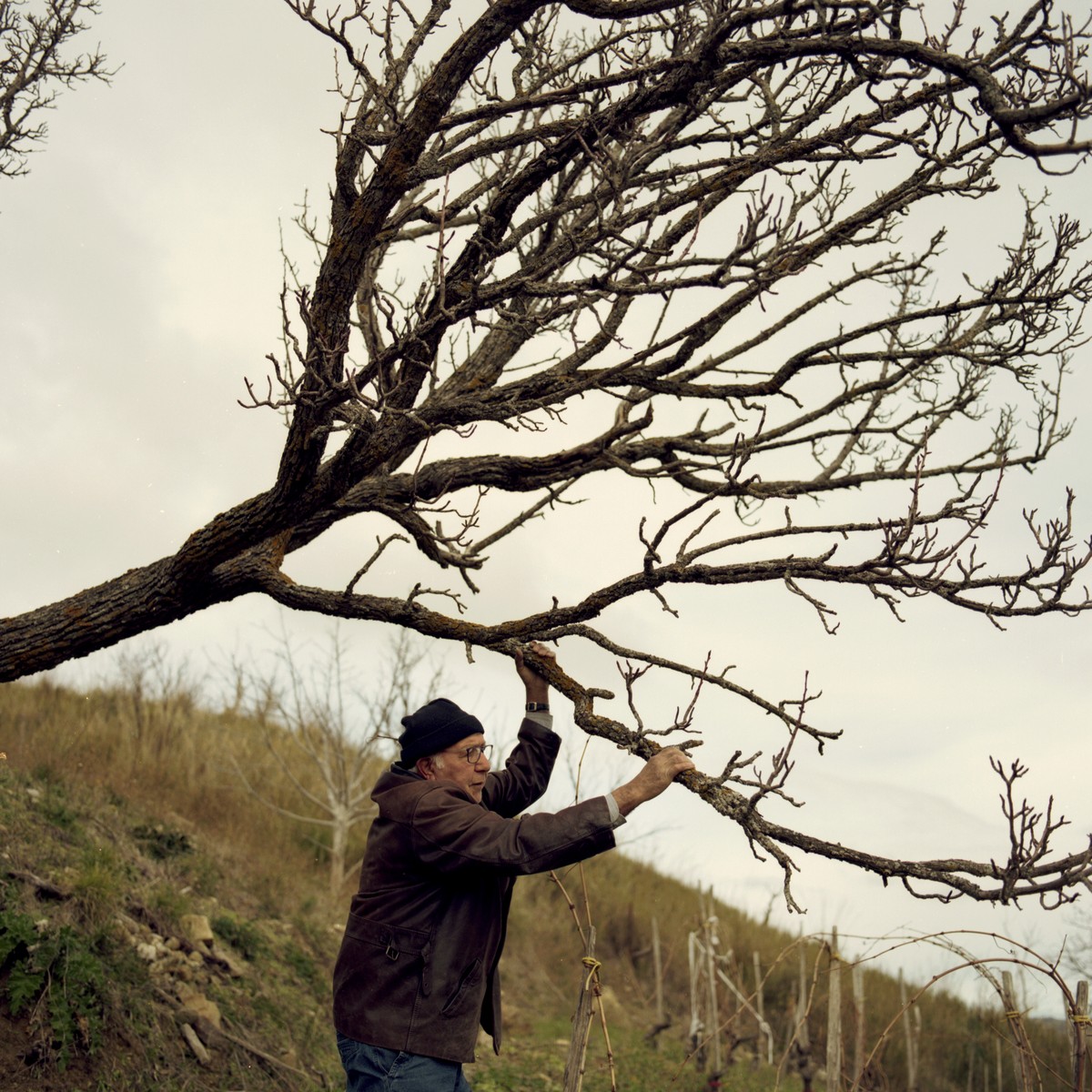 Images de fruits rêvées par de vieux paysans en hiver