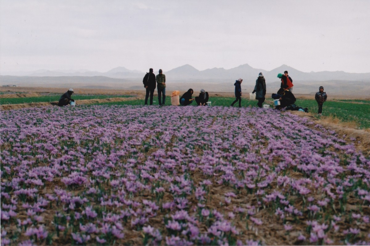 Crocus sativus, fleur du bonheur