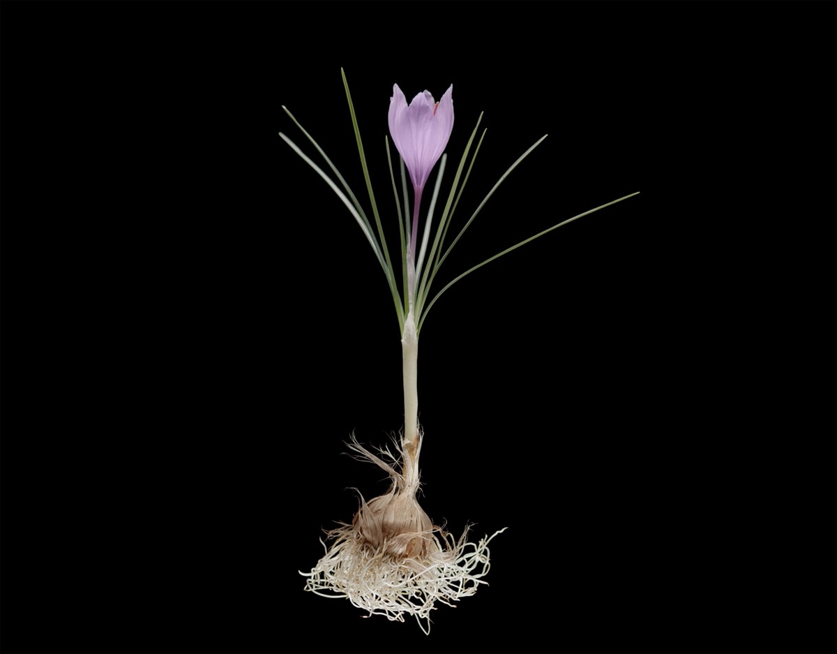 Crocus sativus, fleur du bonheur
