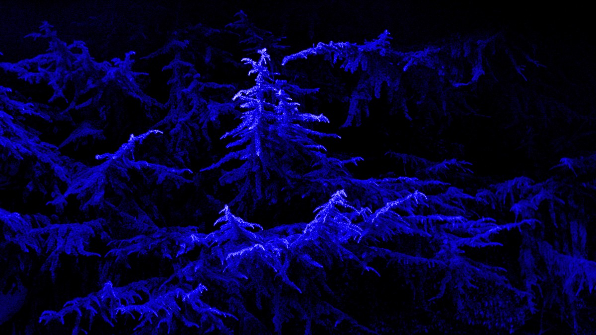 Monument aux arbres tombés / Monument to the fallen trees