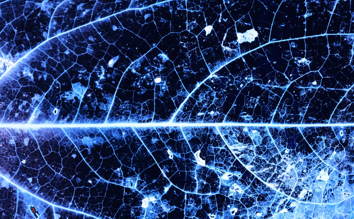 Monument aux arbres tombés / Monument to the fallen trees