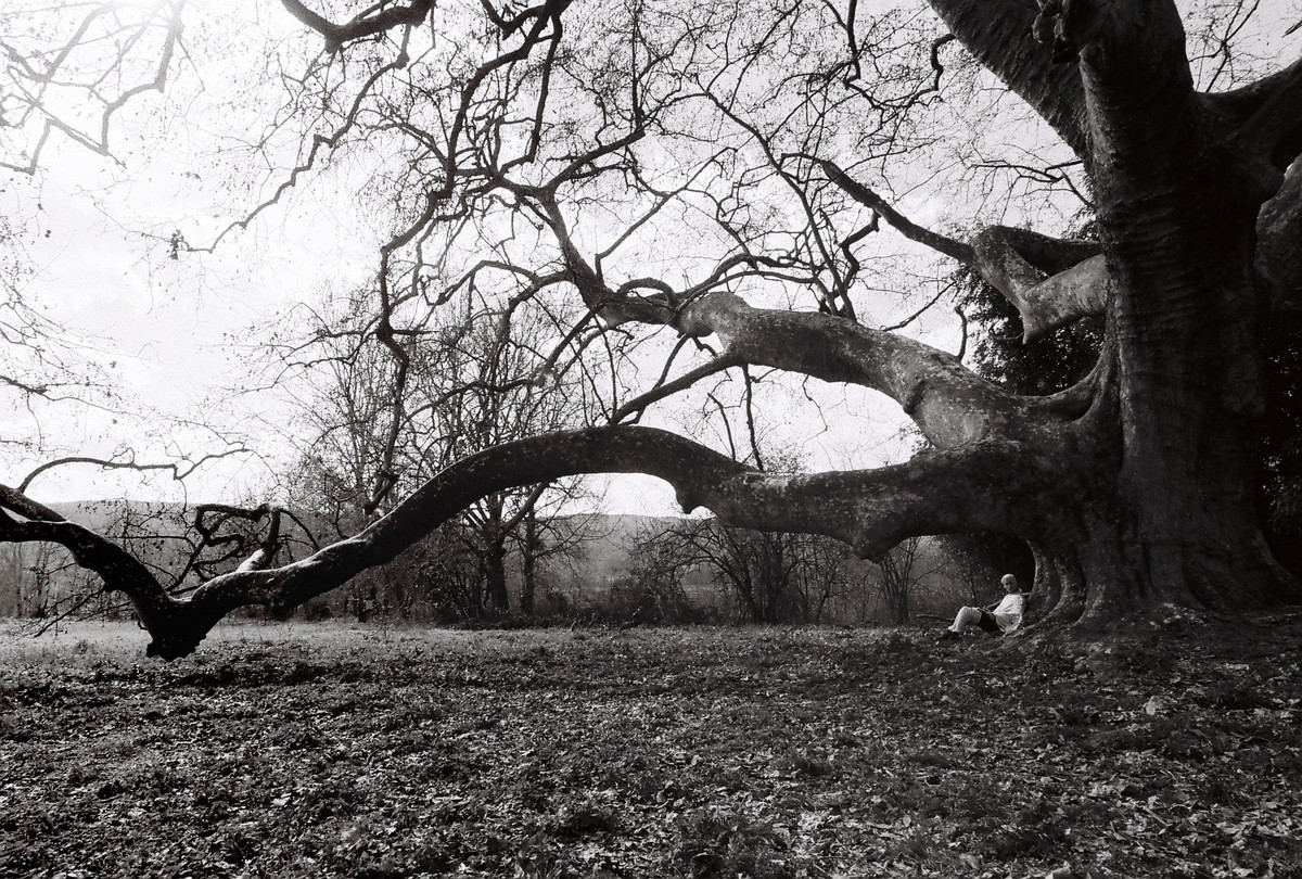 They Dream in My Bones / Insemnopedy II