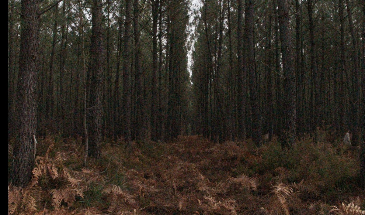 À la mer sans Camille