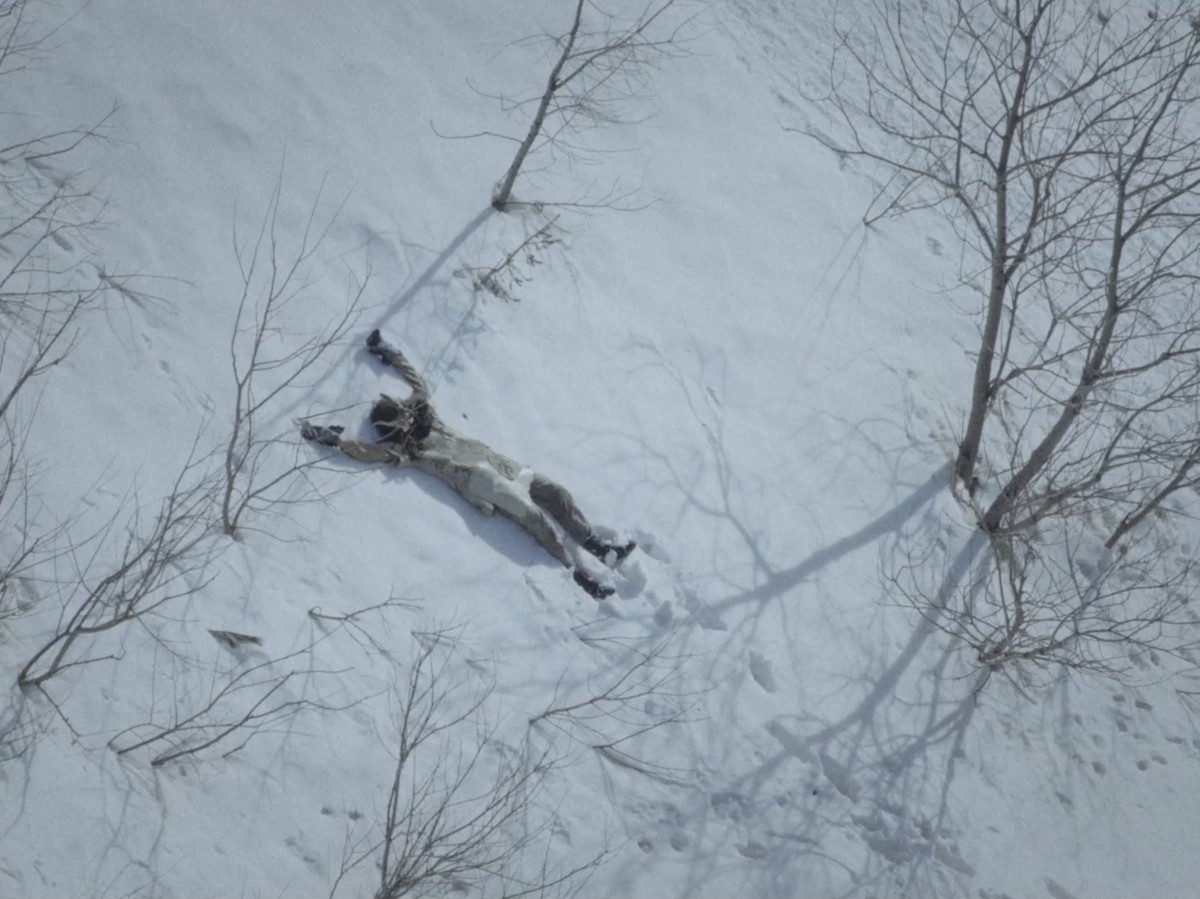 Comme les saumons et les truites