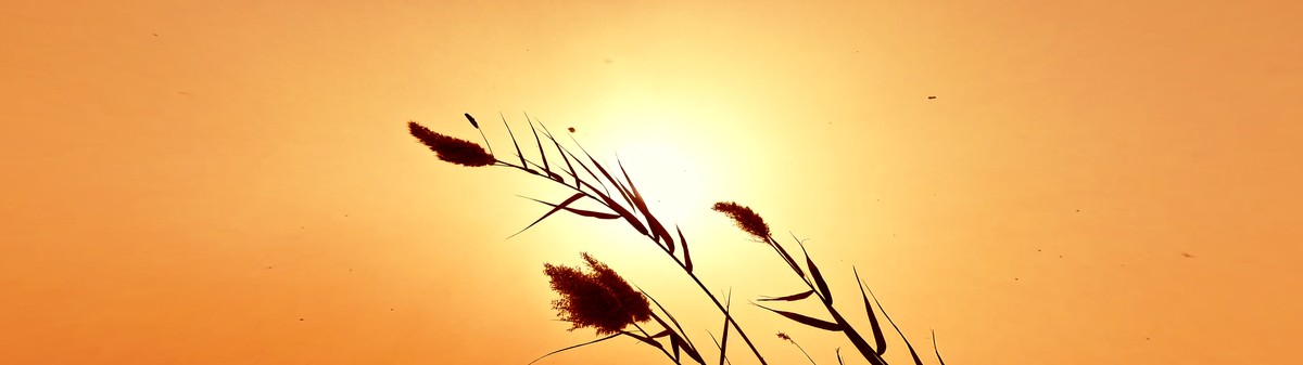 One Big Economy of the Sun