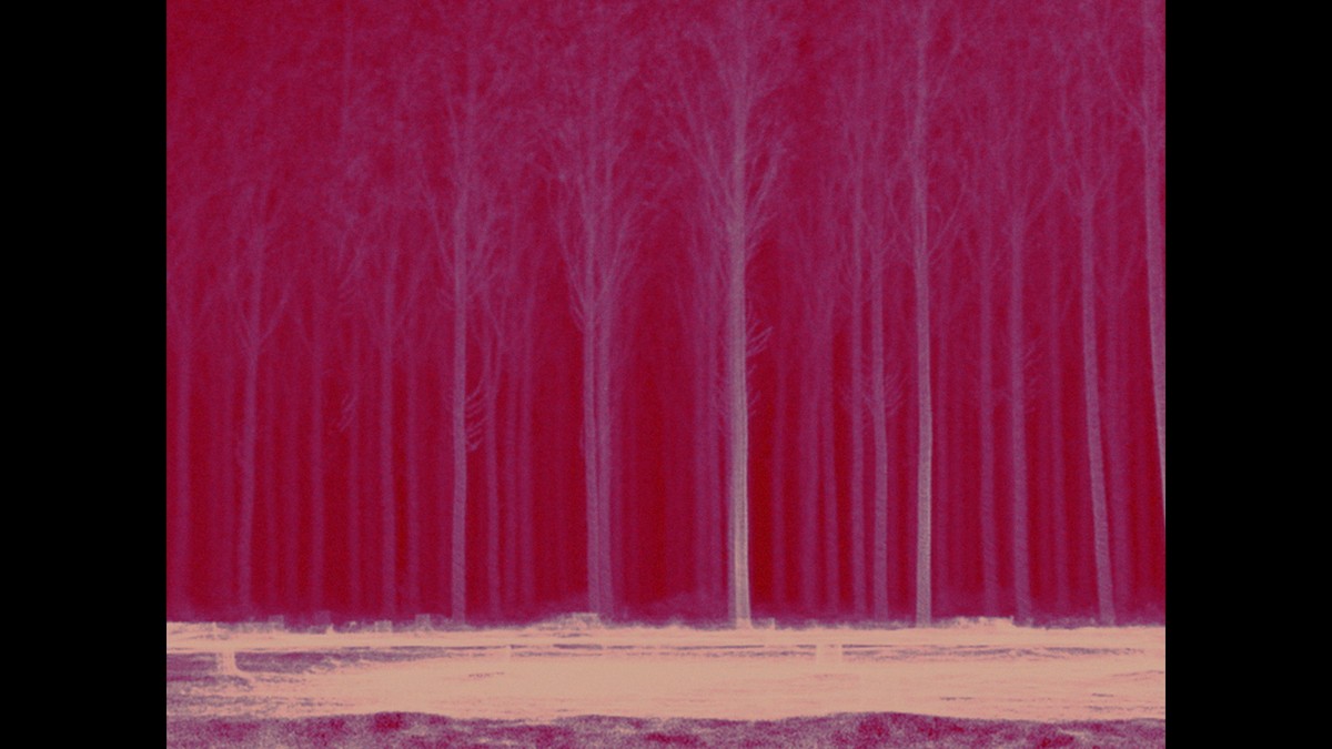 La Construcción de un Árbol / La Construction d'un arbre