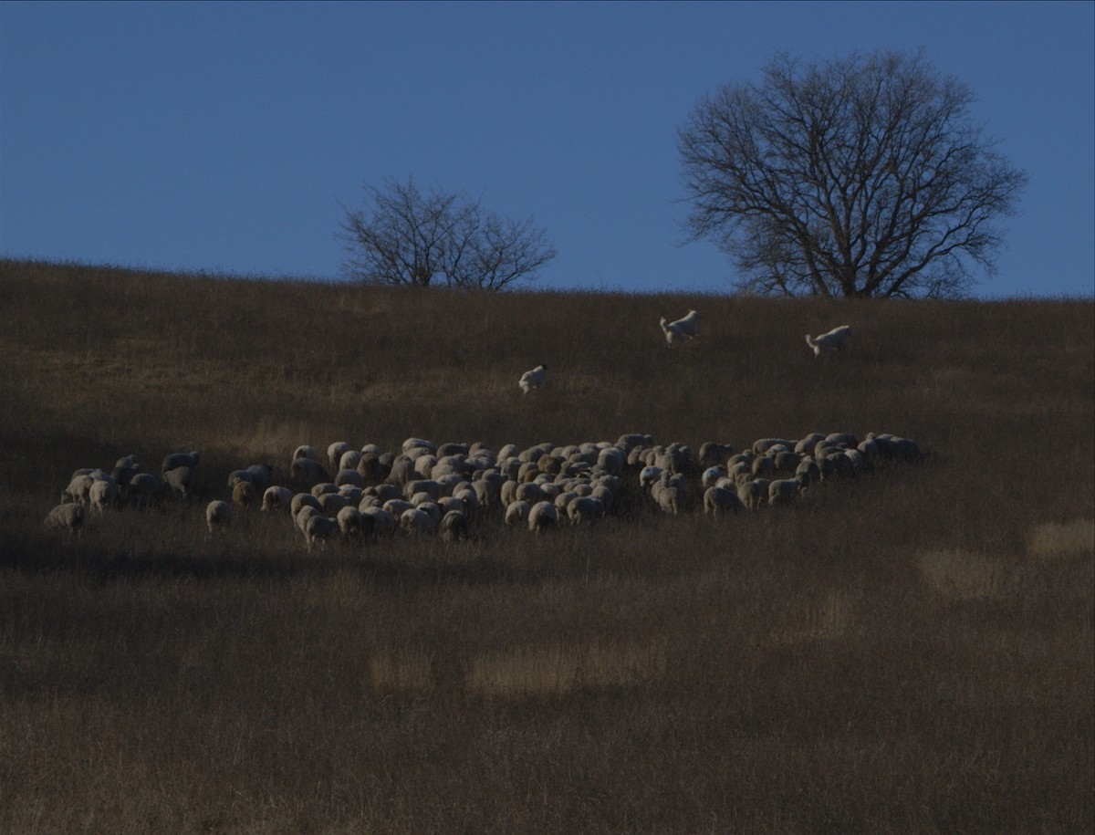 Le Colloque des Chiens