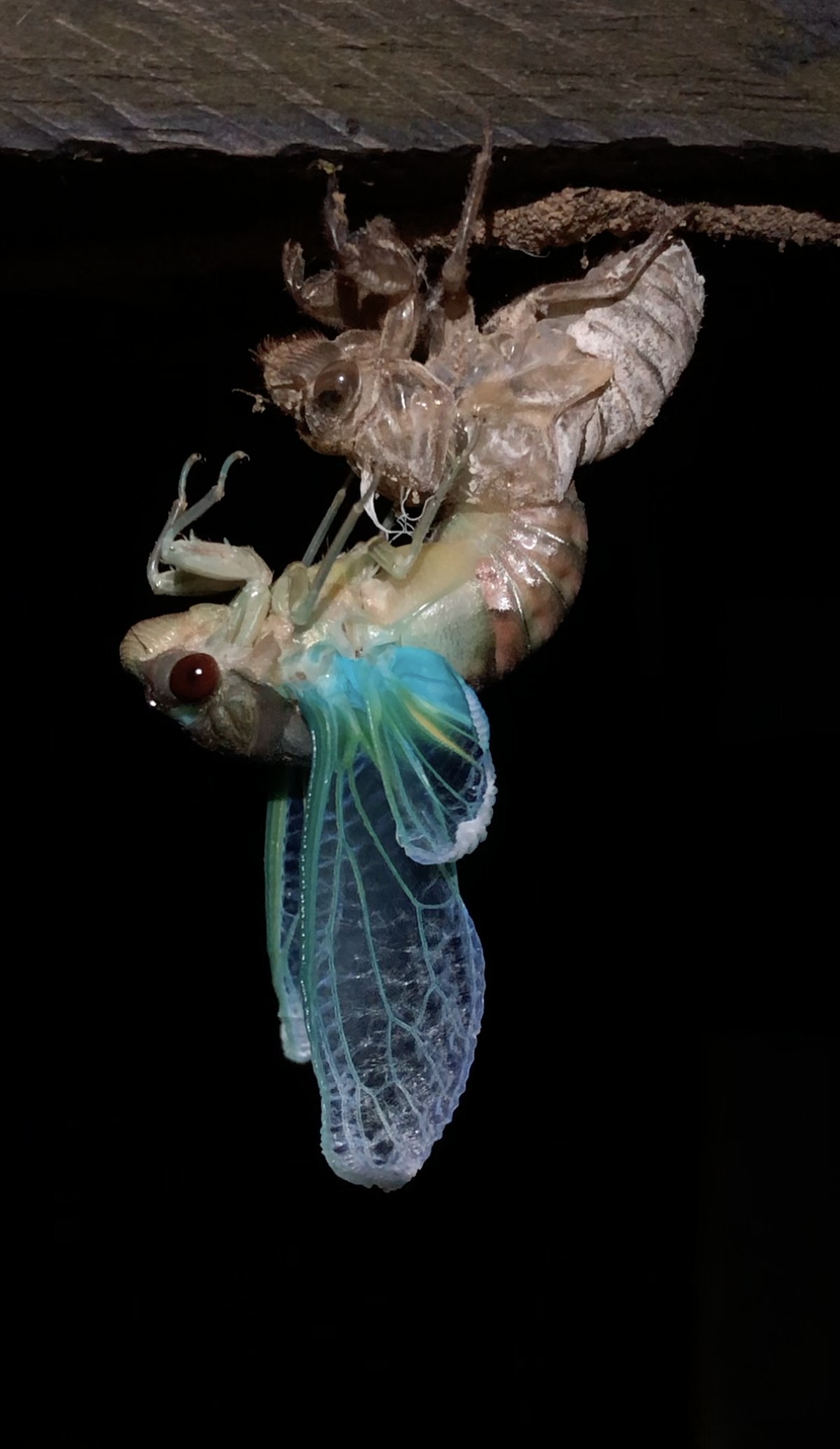 Le vaisseau pomme de terre / - ou L'extase de M. Patate