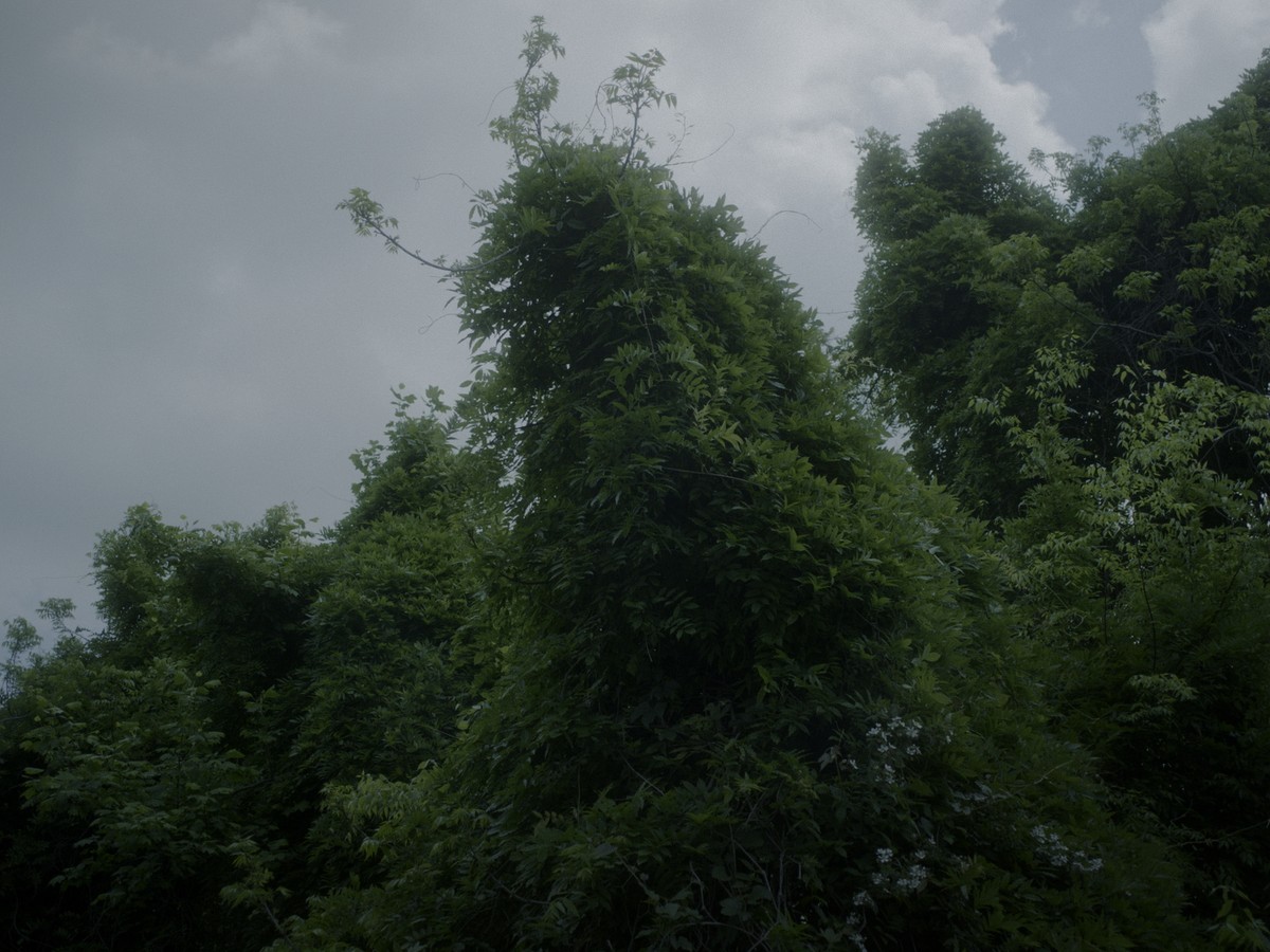 Omens Bloom in the Dark