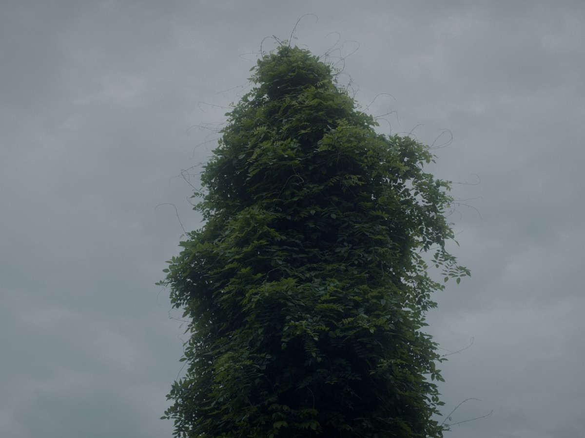 Omens Bloom in the Dark