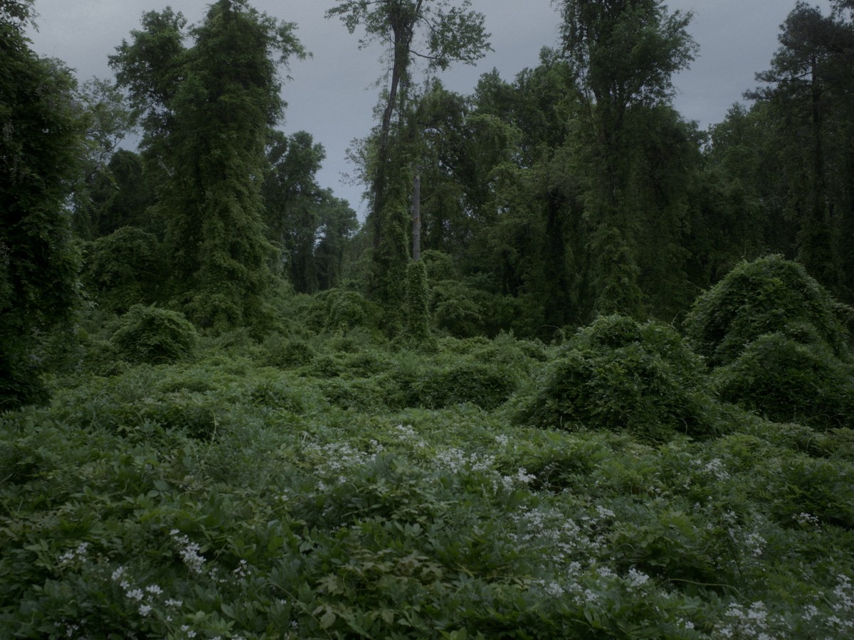 Omens Bloom in the Dark