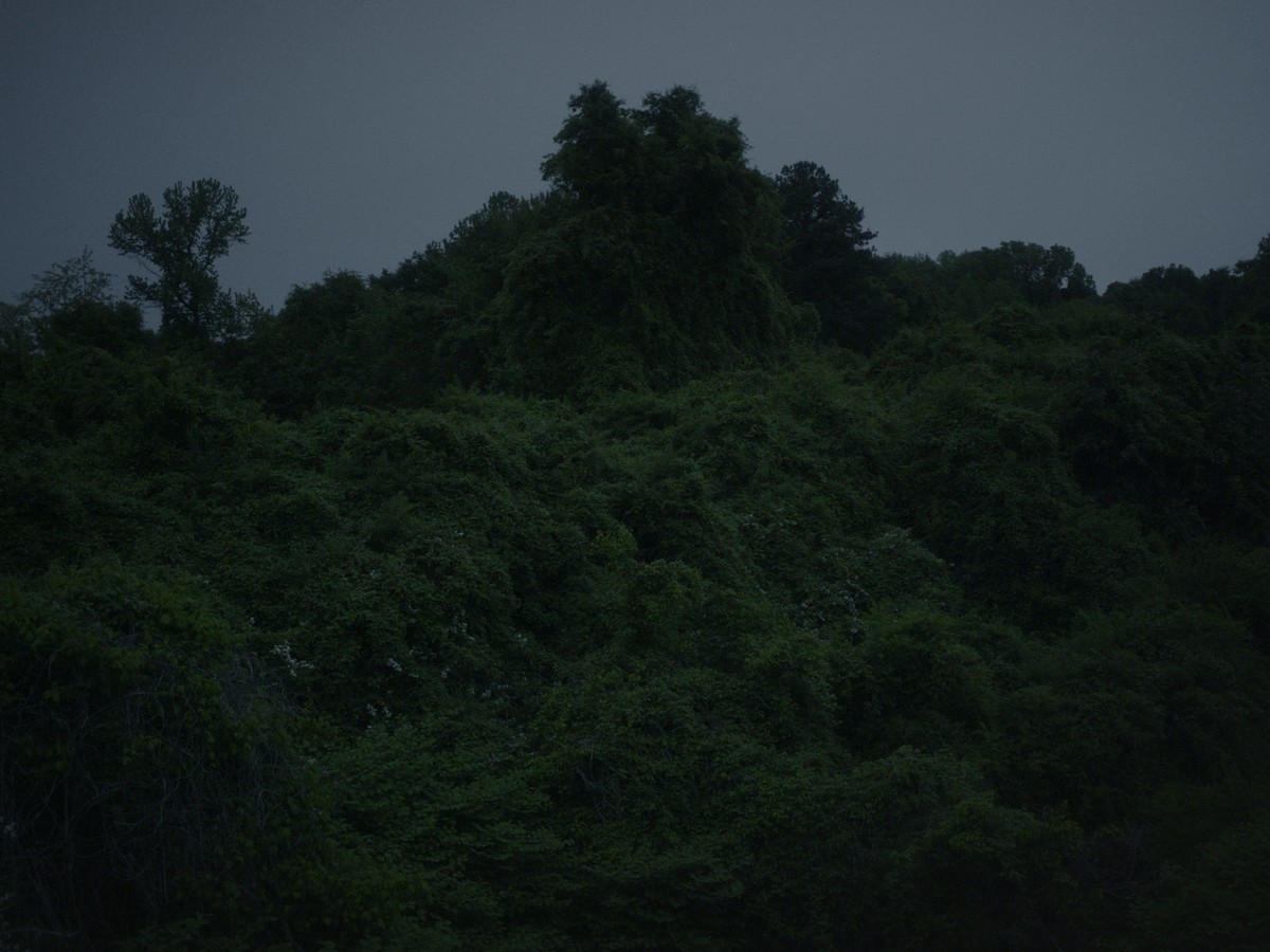 Omens Bloom in the Dark