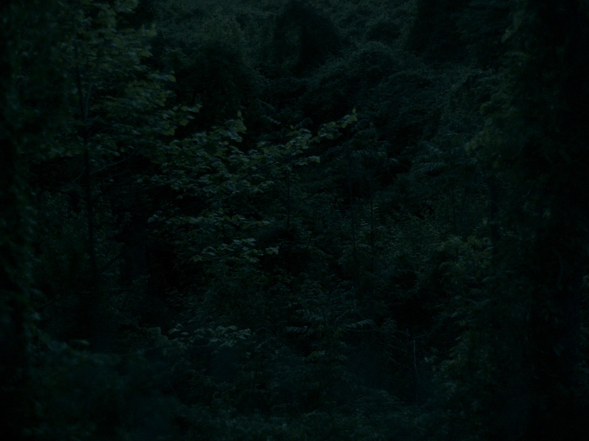 Omens Bloom in the Dark