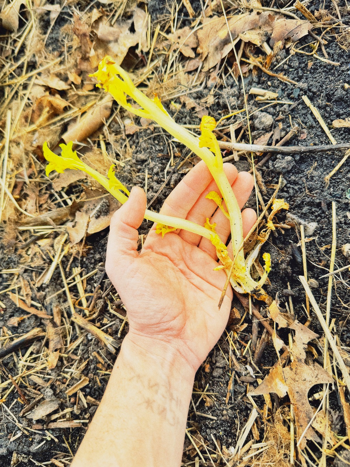 Le vaisseau pomme de terre / - ou L'extase de M. Patate