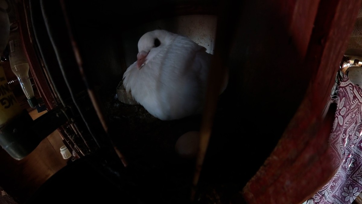 La Juventud es una Isla