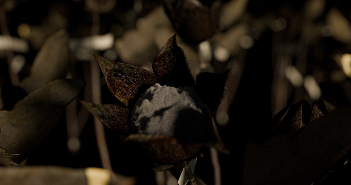 Les champs de la colonisation