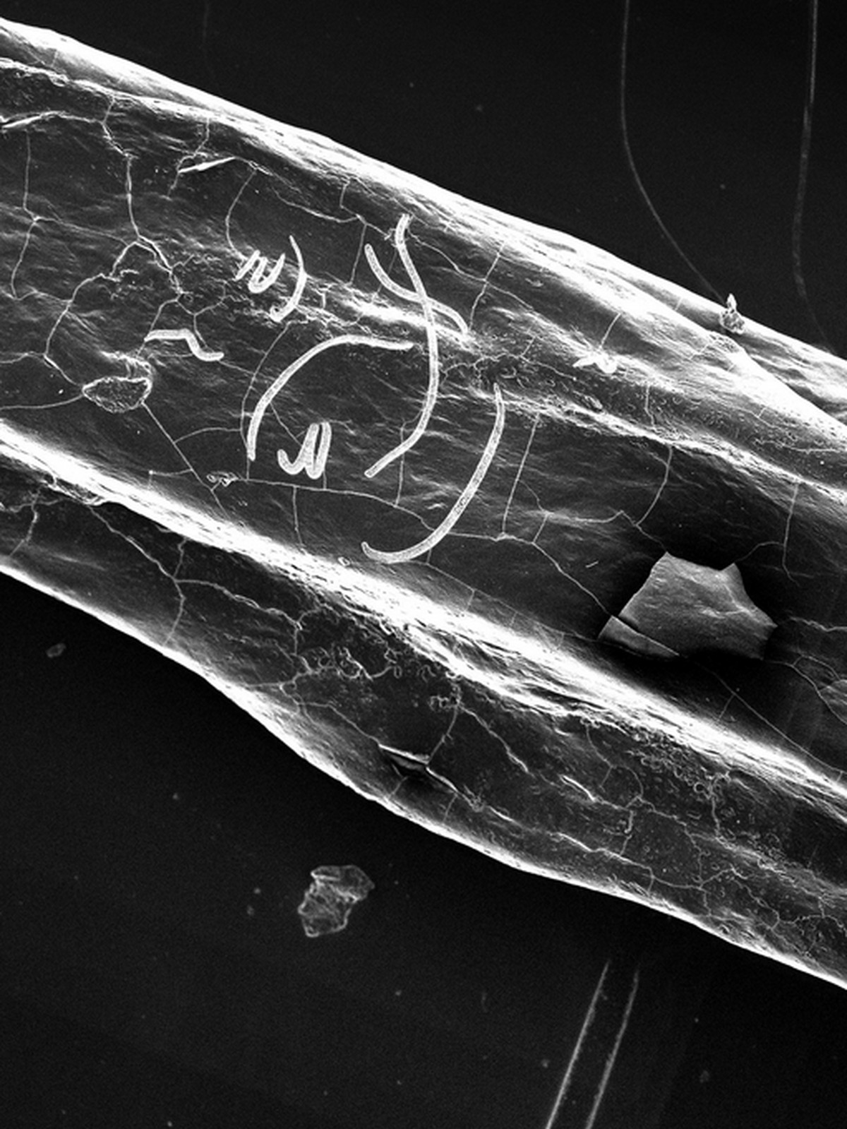 J'ai gravé dans ses cheveux et Conjurer l'angoisse par l'énumération