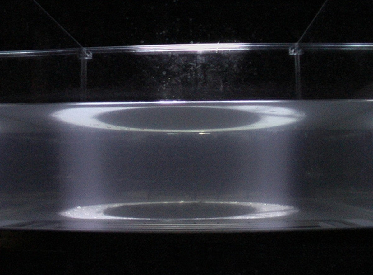 Comprendre / ressentir / The Portrait of Text