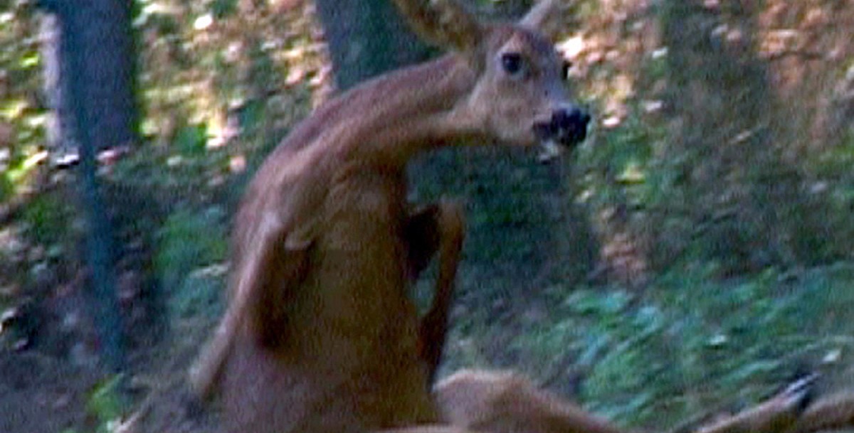 Chimère il n'y a pas de paradis