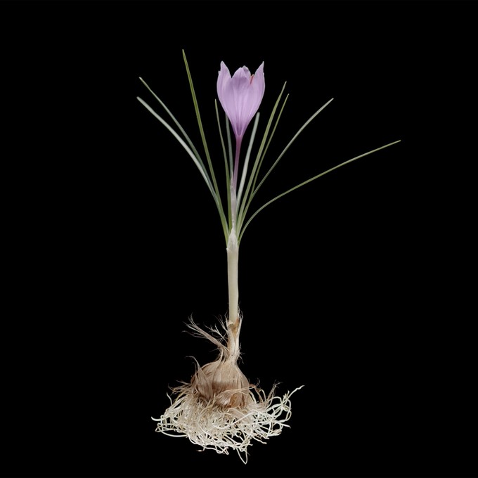 Crocus sativus, fleur du bonheur
