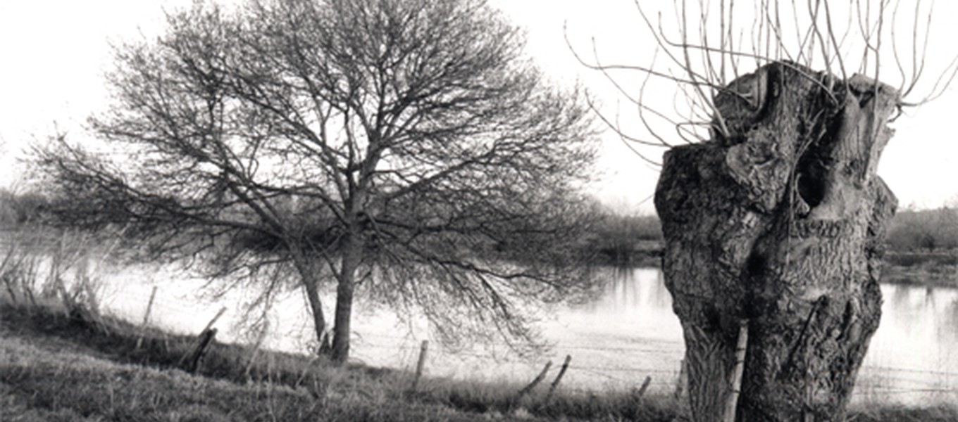 Le genou d'artémide